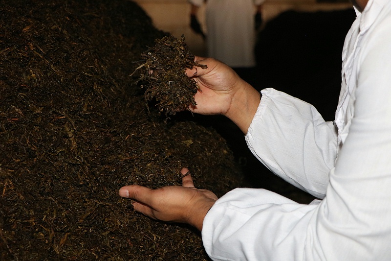 熟茶的發酵工藝