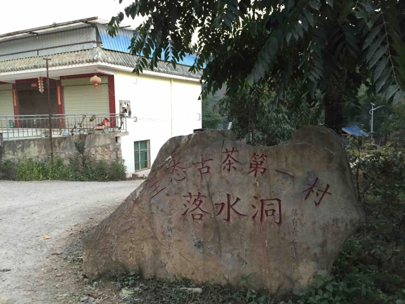 生態古茶第一村